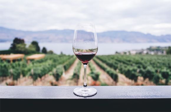 Verre de vin rouge posé devant un vignoble