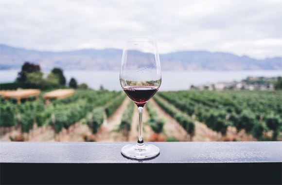 Verre de vin rouge pos devant un vignoble