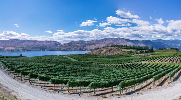 Vue panoramique sur un vignoble  ct d'une rivire et sous un ciel bleu lgrement nuageux