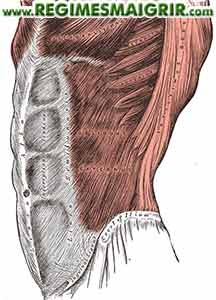 Muscles abdominaux